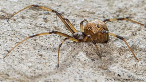 comparación del tamaño de la araña viuda negra