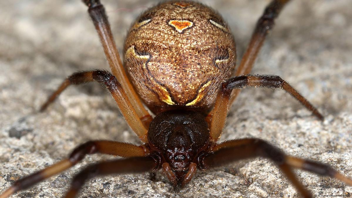 comparación del tamaño de la araña viuda negra