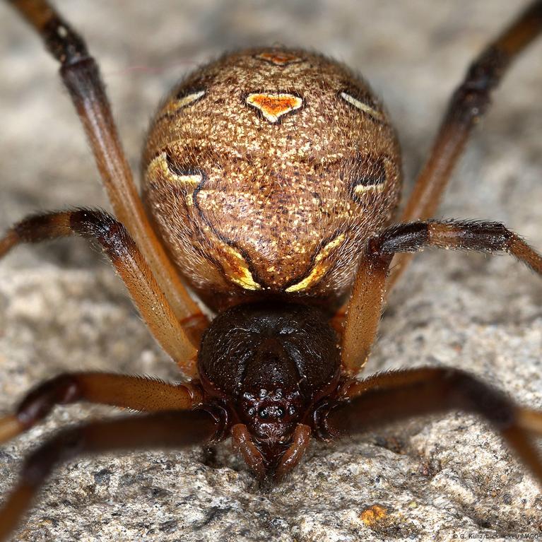 Tamaño de la araña viuda negra