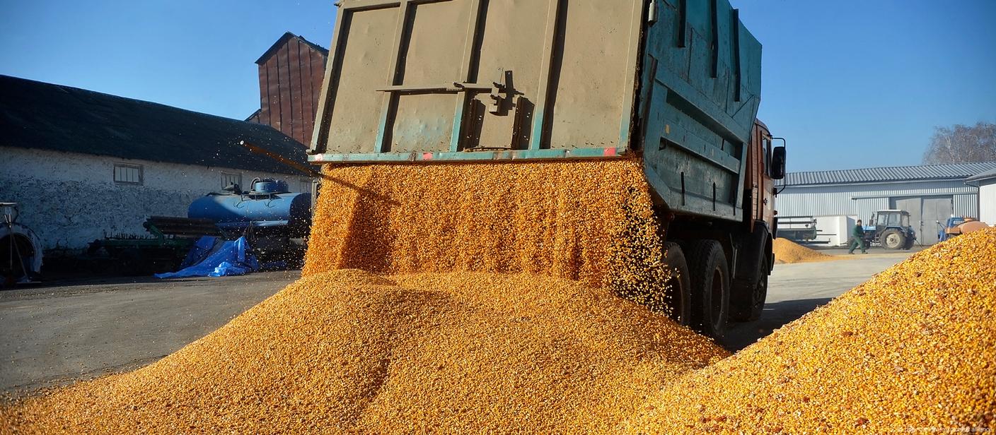 A truck offloads corn grains onto the ground