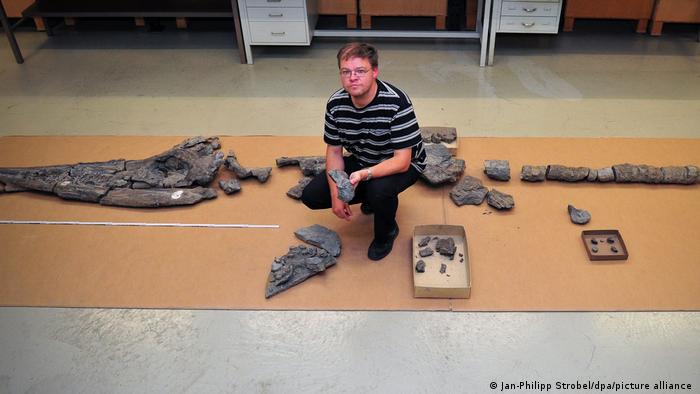 عالم أحافير ألماني حفرية من أنواع الإكثيوصورات الجديدة في متحف التاريخ الطبيعي في شتوتغارت بألمانيا