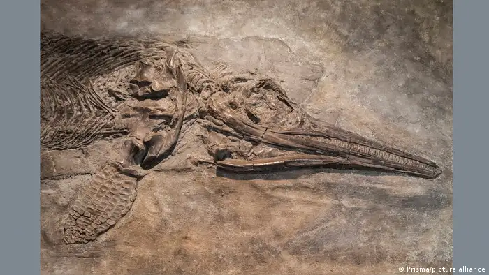 حفرية إكثيوصور محفوظة في جامعة كامبريدج