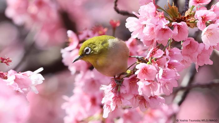 BdTD Japan | Kirschblüte in Tokio