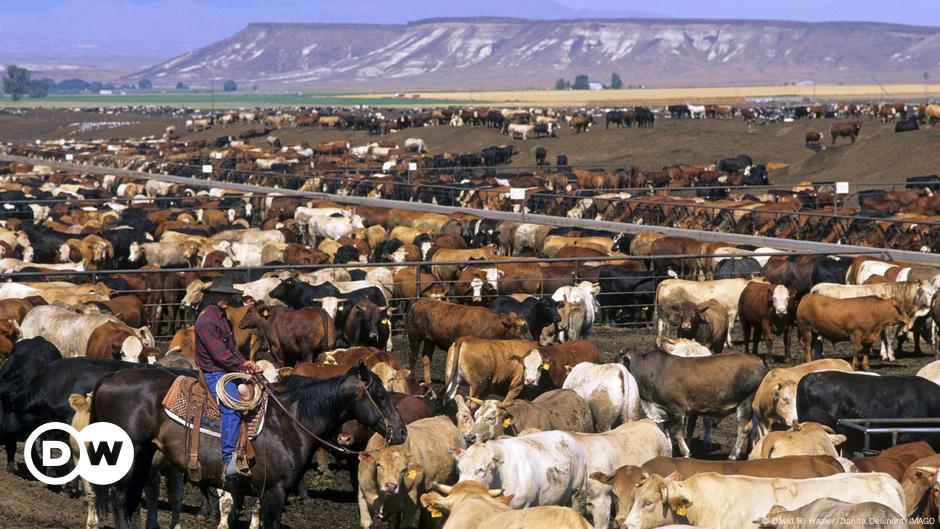 FAO Report: Livestock Emissions and Climate Change Impacts