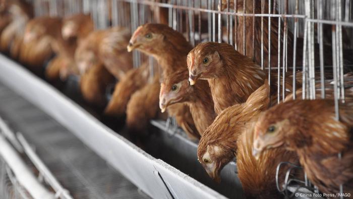 Las personas que trabajan en el sector de aves tienen un alto riesgo de contagio.