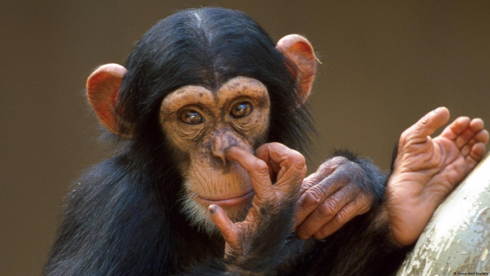 Sobe o número de casos de febre maculosa, image size:1568x882