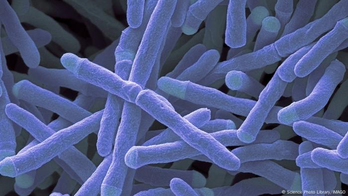 Bacteria Mycrobacterium smegmantis.