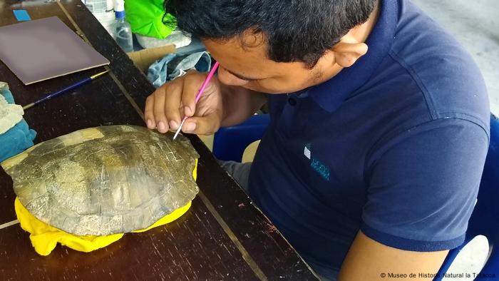 Ruben prepara y estudia el fósil de la tortuga.