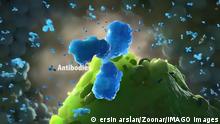 Antibodies are proteins produced by the immune system to fight infections. Antibodies are proteins made by the immune system to fight infections such as viruses and can help prevent the same infections from occurring in the future. 3D Render Copyright: xZoonar.com/ersinxarslanx 18475124