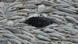 Dead fish in Darling River Dead fish in Darling River