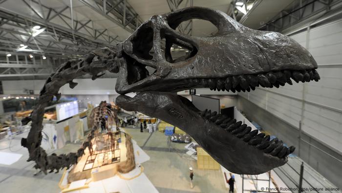 حفرية لديناصور عاشب من نوع Mamenchisaurus حفرية لديناصور عاشب من نوع Mamenchisaurus