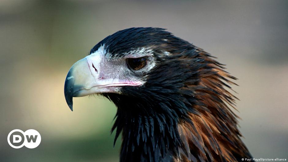 Encuentran en Australia los restos de gigantesca águila capaz de cazar  canguros | Ciencia y Ecología | DW 