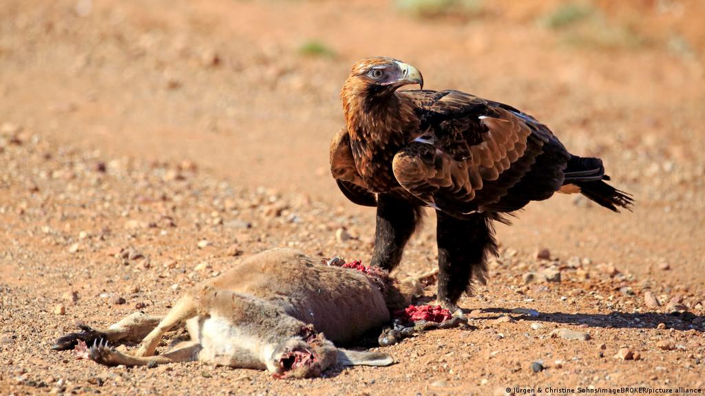 Encuentran en Australia los restos de gigantesca águila capaz de cazar  canguros | Ciencia y Ecología | DW 