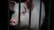CHina Yichang | Schweinefarm CHina Yichang | Schweinefarm