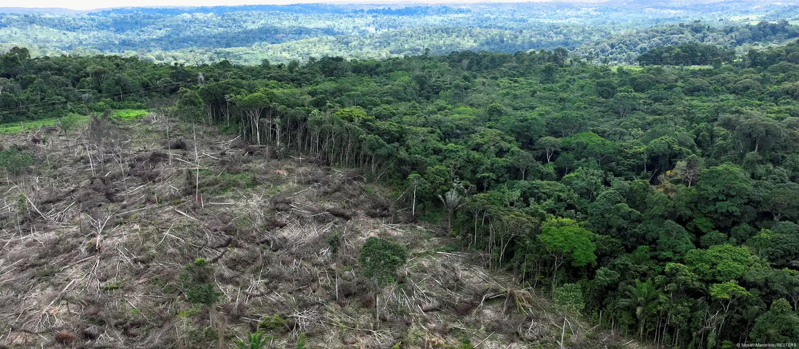 Palm oil and the EU's anti-deforestation law: Why the backlash