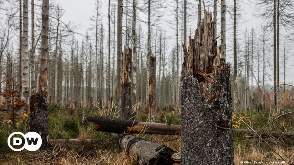 Vier von fünf Bäumen im deutschen Wald sind krank