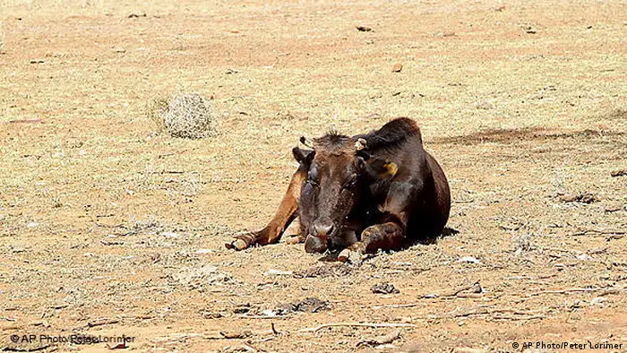 A cow lies exhausted in the parched earth (AP Photo/Peter Lorimer)