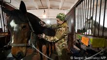 17.03.2023 *** A Ukrainian serviceman cleans a horse during a hippotherapy session in Kyiv on March 17, 2023. - In a cosy barn on the outskirts of Kyiv, a group of Ukrainian soldiers are taking a break from battle with a session of hippotherapy -- using riding and contact with horses to achieve a therapeutic effect. (Photo by Sergei SUPINSKY / AFP)