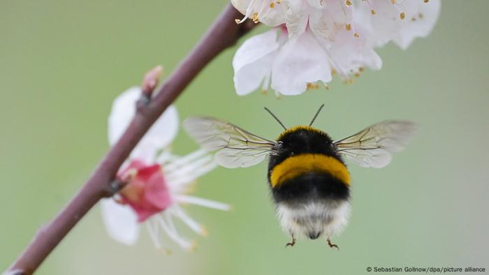 BdTD Deutschland | Hummel im Anflug auf eine Blüte