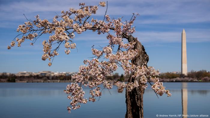 BdTD USA | Kirschblüte in Washington