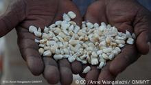 A handful of maize seed