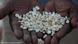 A handful of maize seed A handful of maize seed