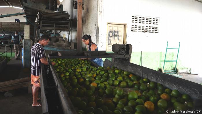 Бразилия | Производство апельсинов Fairtrade