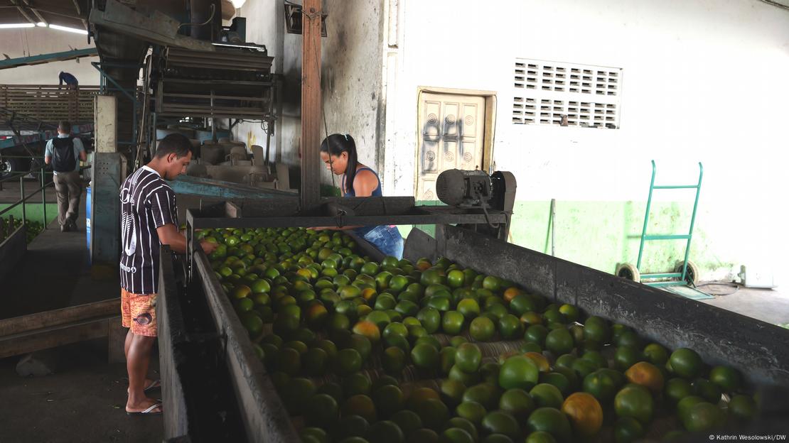 Funcionários selecionam laranjas orgânicas em cooperativa na Bahia