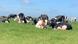 Cows are seen grazing in a field in North Holland Cows are seen grazing in a field in North Holland