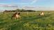 Cows are seen grazing in a field in North Holland