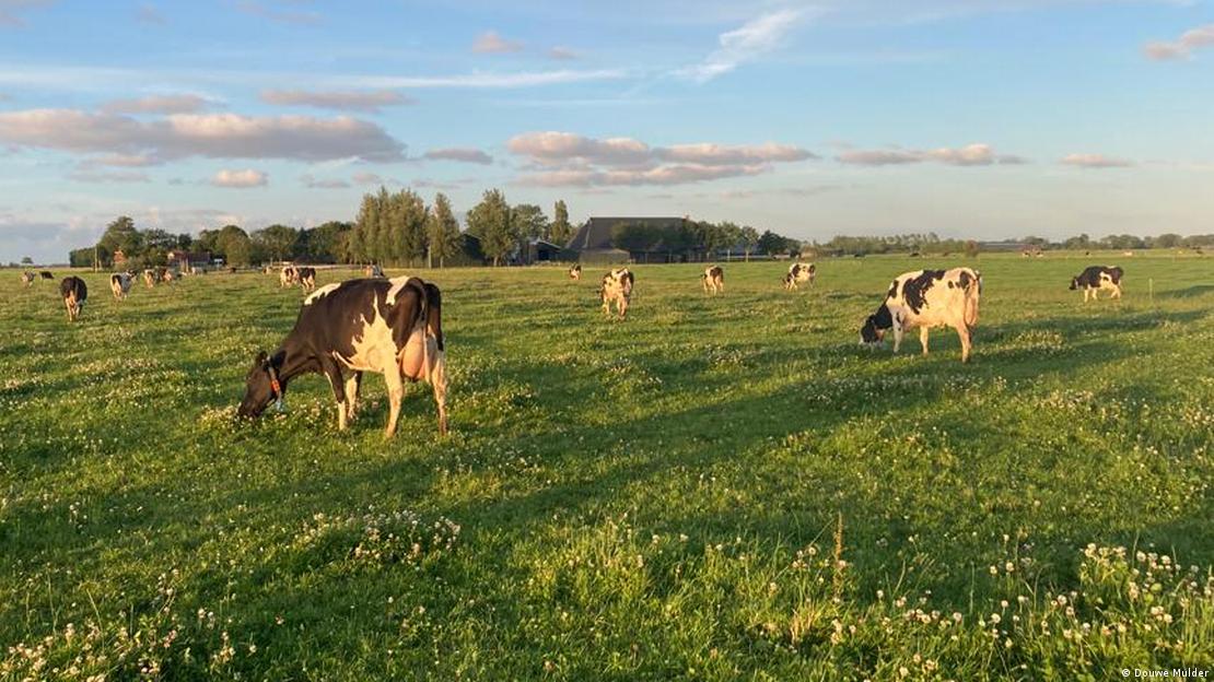 Cows are seen grazing in a field in North Holland