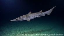 El hallazgo de un raro tiburón duende en el Mediterráneo se trataría en realidad de un juguete