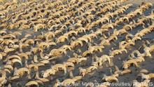 A view of around 2,000 mummified rams heads uncovered during excavation work carried out by an American mission from New York University- Institute for the Study of the Ancient World (ISAW) at the temple of Ramesses II in Abydos, Sohag Governorate, Egypt, in this handout image released on March 25, 2023. The Egyptian Ministry of Antiquities/Handout via REUTERS THIS IMAGE HAS BEEN SUPPLIED BY A THIRD PARTY.