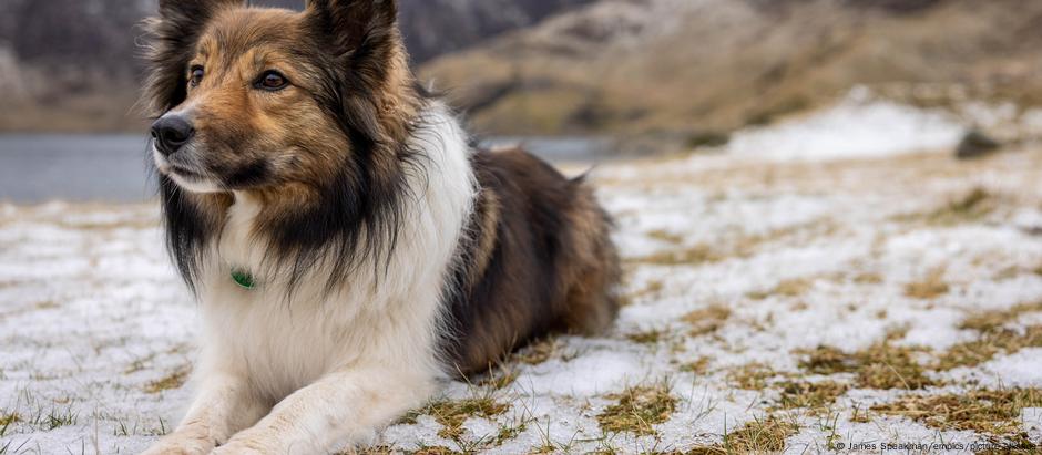 Gravidez de dona pode causar alterações no comportamento de cães