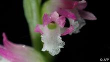 Esta nueva especie de orquídea descubierta en Japón parece un delicado cristal