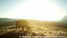 Rhino standing in open area during sunset