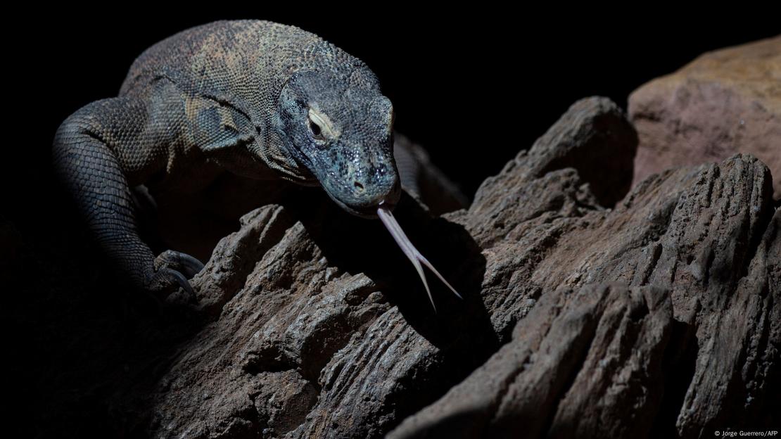 En España hay cinco raros ejemplares de dragones de Komodo nacidos en cautiverio En España hay cinco raros ejemplares de dragones de Komodo nacidos en cautiverio