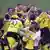 Borussia Dortmund celebrate their Bundesliga title win