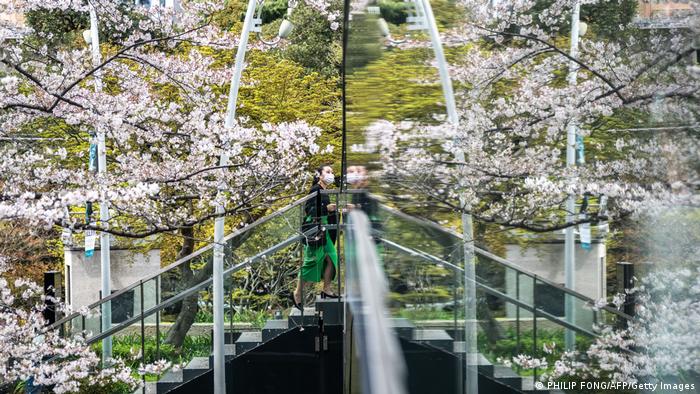 BdTD / Kirschblüten Japan