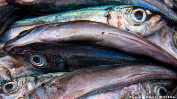 Consumo de peixes forrageiros pode salvar milhares de vidas