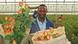 Worker displaying a bundle of red-yellow roses inside Kenyan greenhouse. Worker displaying a bundle of red-yellow roses inside Kenyan greenhouse.