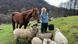 A young woman stands in a meadow with a bucket and feeds a horse and several sheep. A young woman stands in a meadow with a bucket and feeds a horse and several sheep.