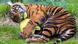 Der Sumatra-Tigerjunge macht sich auf die Suche nach Papp-Eiern Der Sumatra-Tigerjunge macht sich auf die Suche nach Papp-Eiern