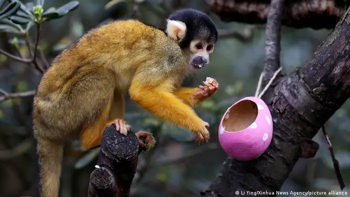 A Bolivian squirrel monkey at the zoo looking at an eggshell