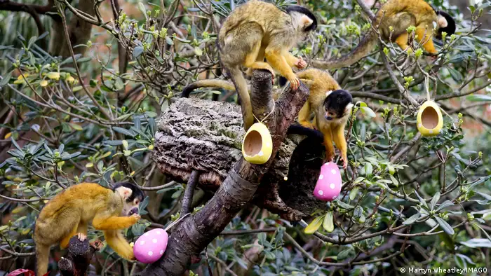 The Bolivian squirrel monkeys at the zoo climbing in a tree examining eggshells
