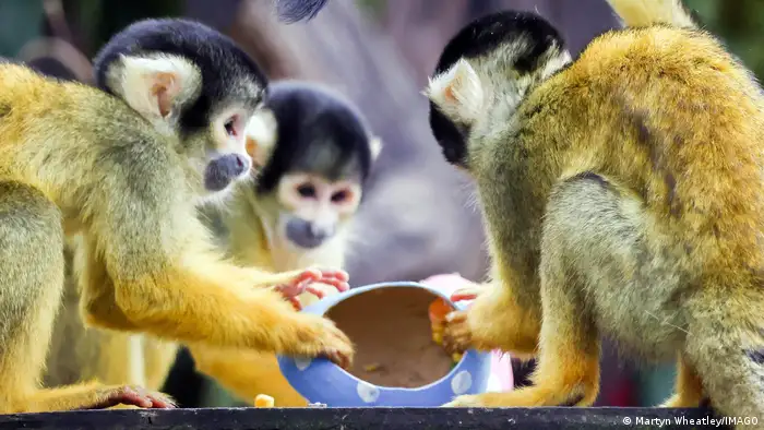 The Bolivian squirrel monkeys at the zoo examining an eggshell