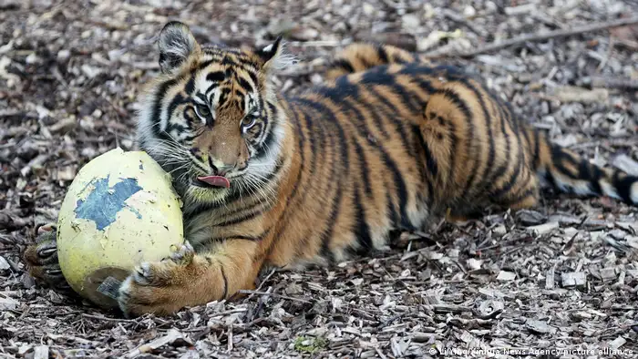 The Sumatran tiger cub with an Easter egg