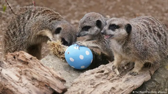 Meerkats playing with an egg at the zoo