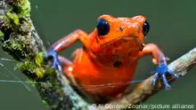 Dart Poison Frog, Blue Jeans, Oophaga pumilio, Dendrobates pumilio,Tropical Rainforest, Costa Rica, Central America, America