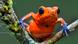 A close up of a red and blue dart poison frog A close up of a red and blue dart poison frog